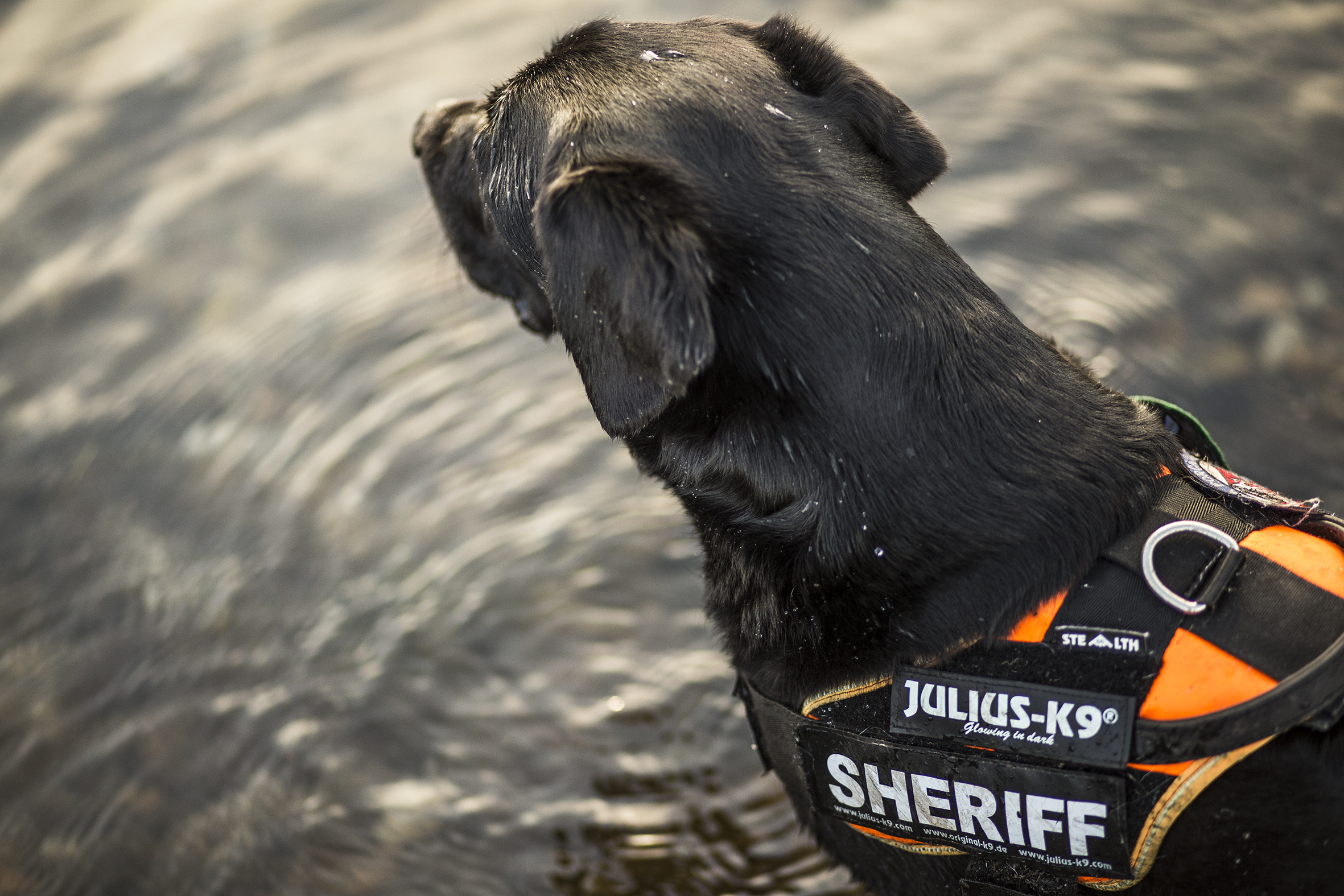 JULIUS-K9 ®IDC® STEALTH Powerharness for professional dogs