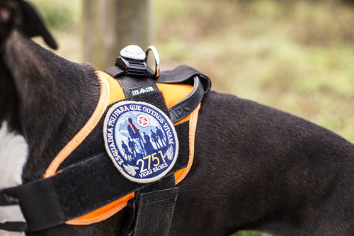 JULIUS-K9 ®IDC® STEALTH Powerharness for professional dogs