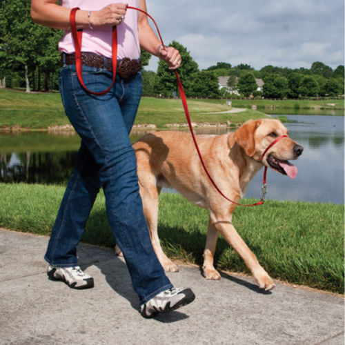 PetSafe® Easy walk vedonestopanta ja talutin koiralle musta