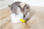 Petsafe® Peek-a-bird™ electronic Cat Toy