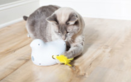 Petsafe® Peek-a-bird™ elektroninen kissanlelu