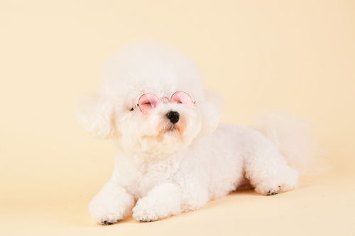 Dog sunglasses pink