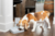 PetSafe Automaattinen 2 aterian ruokintalaite koiralle/kissalle